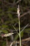 Barratt's sedge